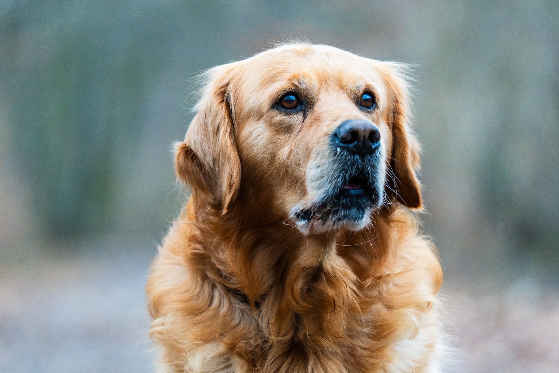 Kalorien für Hunde und Katzen: Was Haustiere wirklich brauchen