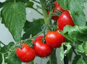 Nährwerte von verschiedenen Tomatensorten